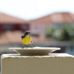 Caribbean Lofts - Ocean Breeze