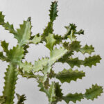 Ocean Breeze 65 - True media & culture-22