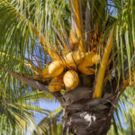 Coconut palm at Ocean Breeze Boutique Resort