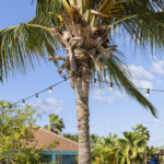 Palm tree with string lights by the Ocean Breeze pool